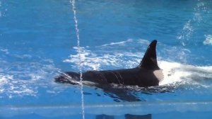 One Ocean (Full Show) at SeaWorld San Diego on 6-24-16