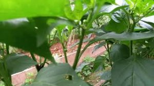 Перец в два куста. Для более лучшего урожая перца на дачном участке, сажаю их парами