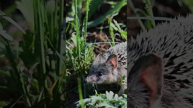 Ушастый ёж | Long-eared hedgehog (Hemiechinus auritus)