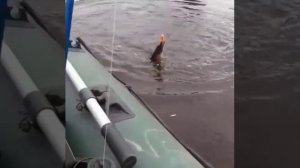 Река Омь Старые Карачи