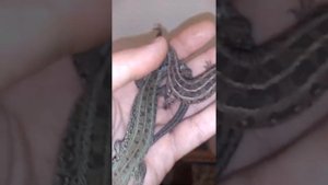 Как определить пол у прытких ящериц