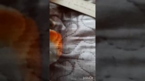 ИЗМЕРЯЕМ ЛИНЕЙКОЙ...