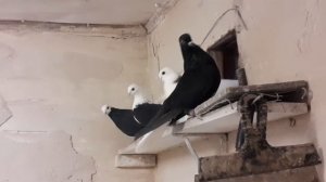 #5. ГолубятняMsc. Обед по расписанию. Кормление голубей.