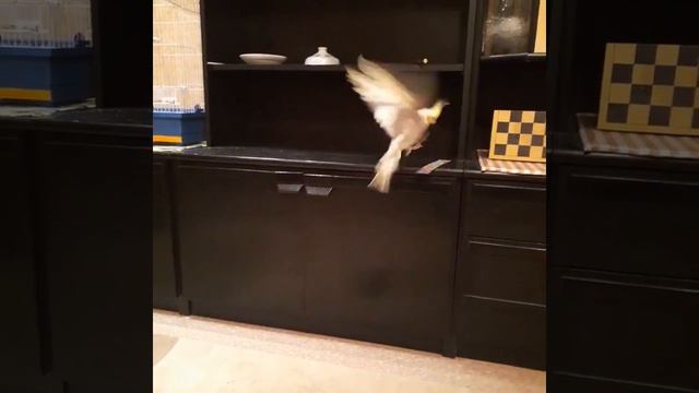 Как кошка и попугай живут вместе смотреть онлайн