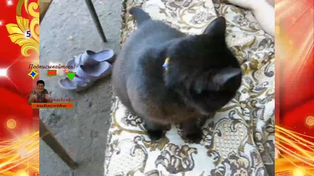 Милое счастье #pusa#gato #like#cat#кот смотреть онлайн