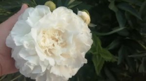 Пион Мазерс Чойз, цветение в 2021