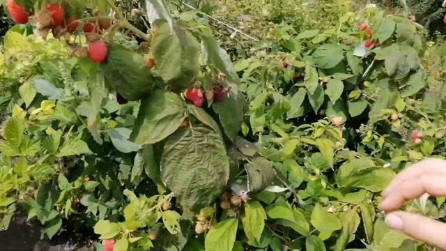 Сорт малины Полка. смотреть онлайн