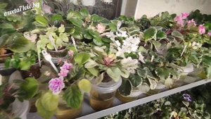 Фиалки! Стеллаж для моих красавиц (размеры)?