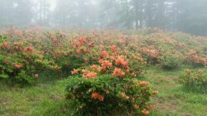 Plateau in Early Summer  Rhododendron Japonicum   初夏の高原 レンゲツツジ