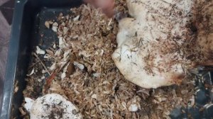 Как правильно чистить грузди-инструкция для новичков