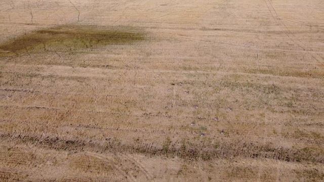 Продаю чучела Серых гусей (новые), из полистирола высокой плотности. смотреть онлайн