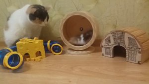 Съест ли кошка хомяка???