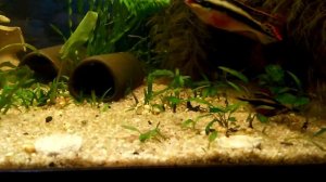 Пельвикахромис охраняет потомство в общем аквариуме