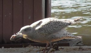 слеток чайки клюёт карася, Парк Луговой, Великий Новгород 21.07.2022