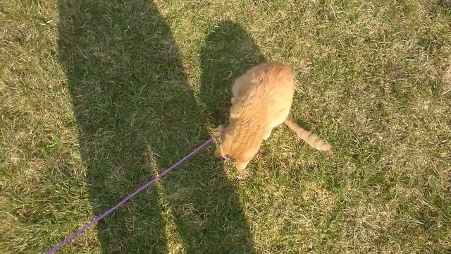 Весна, солнце, бельевые веревки смотреть онлайн