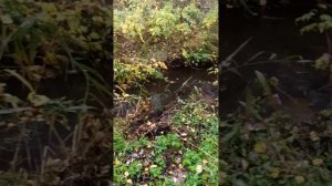 Состояние дренажных канав в СНТ Кировец-3