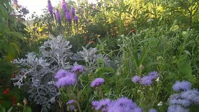 Как цветет лиатрис смотреть онлайн