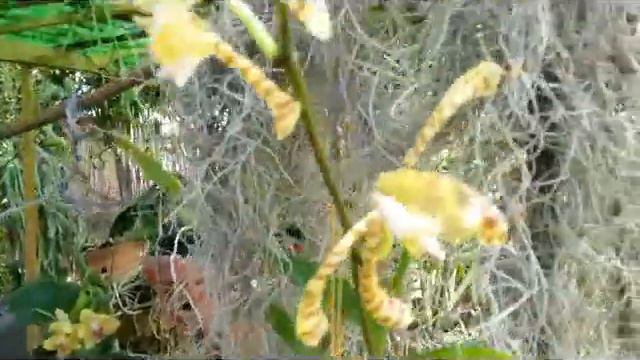 Update - Arachnis Flosaeris (Scorpion / Spider Orchid) & Phalaenopsis Harlequin смотреть онлайн