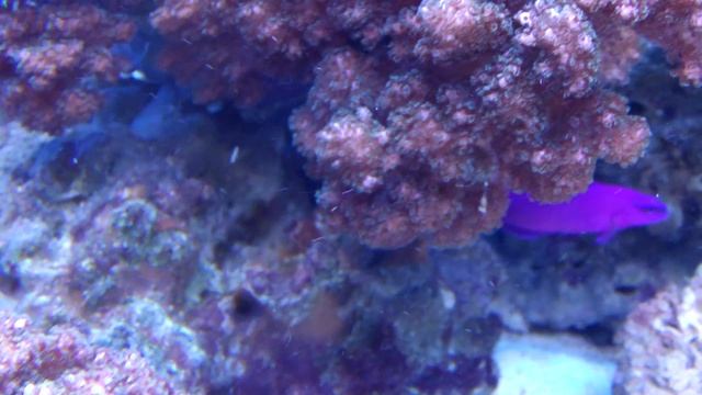 Морской аквариум на кухне смотреть онлайн