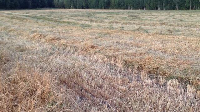 райграс однолнтний смотреть онлайн