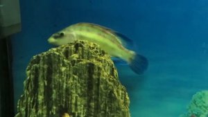 Рыба зеленушка и Морской угорь Конгер