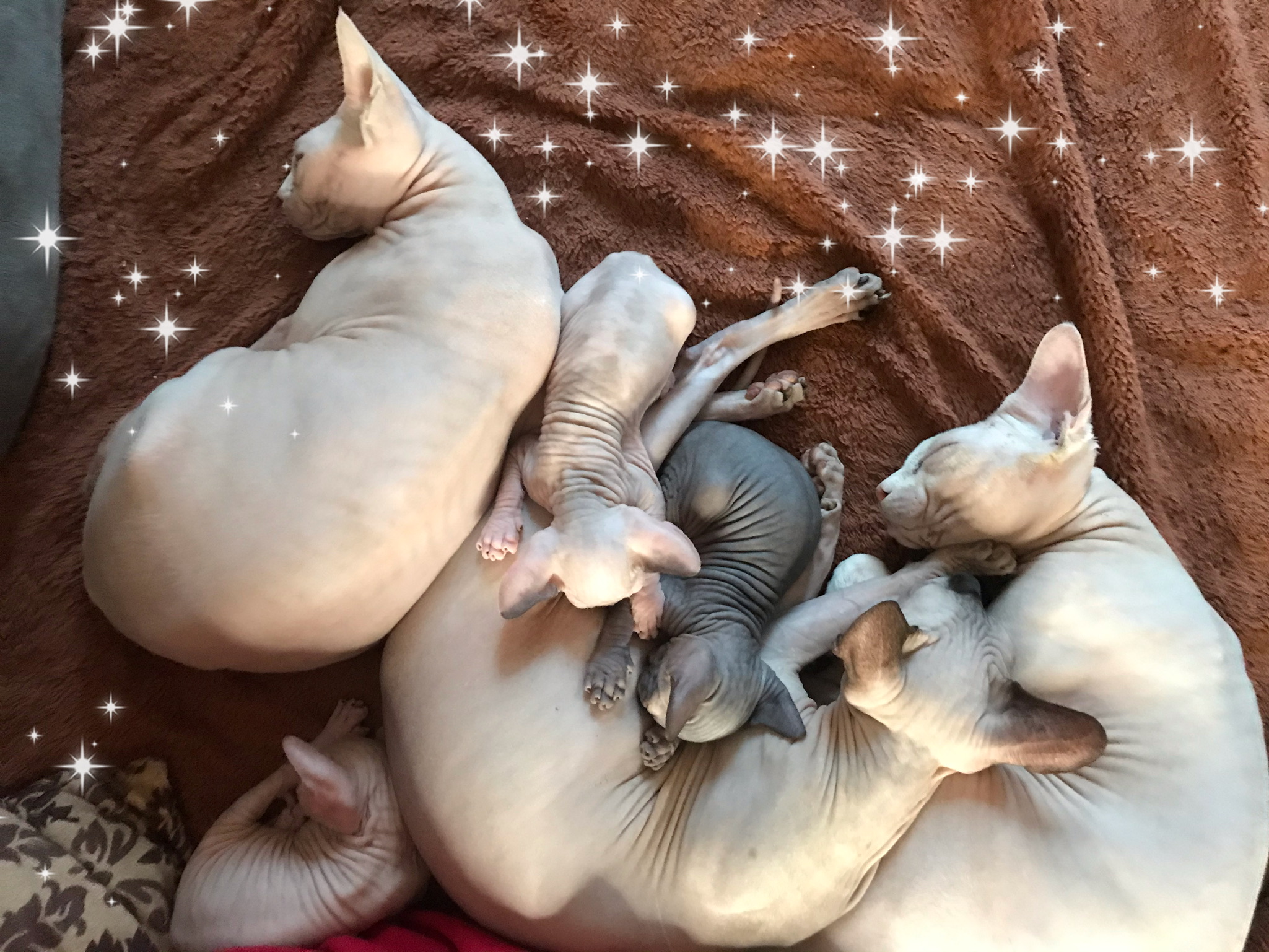 Милые ❤️ спящие котята | асмр от котиков