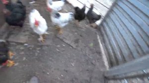 ИНДЮКИ БЬЮТСЯ НЕ НА ЖИЗНЬ?? ДЕНЬ НАЧАЛСЯ ЭКСТРЕМАЛЬНО???WE LIVE IN THE KUBAN ????