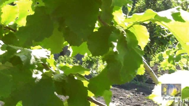 Фундук в мае смотреть онлайн