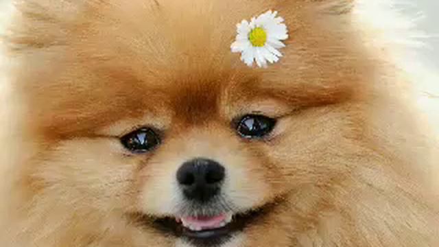 Звірята відео смотреть онлайн