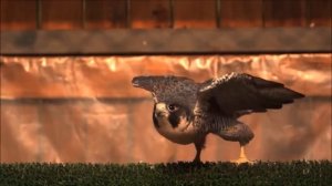 Песня о соколе