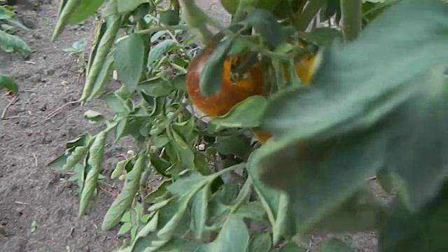 Томат Темная ночь. Обзор сорта. смотреть онлайн