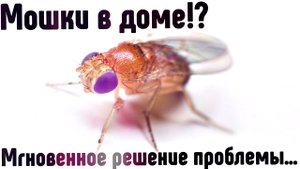 Как быстро избавиться от мошек мушек на кухне и в квартире? Откуда берутся мошки в доме.