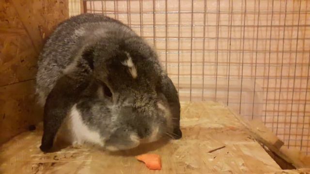 Кролик есть морковку/Cute rabbit eat carrot смотреть онлайн