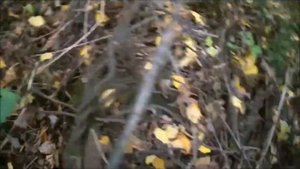 Металлокоп с МД-4030 в лесу. Нашёл большой сброс катанки.