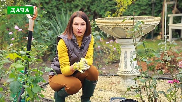 Что делать с хризантемой осенью - можно ли сохранить контейнеры, секреты успешной зимовки смотреть онлайн