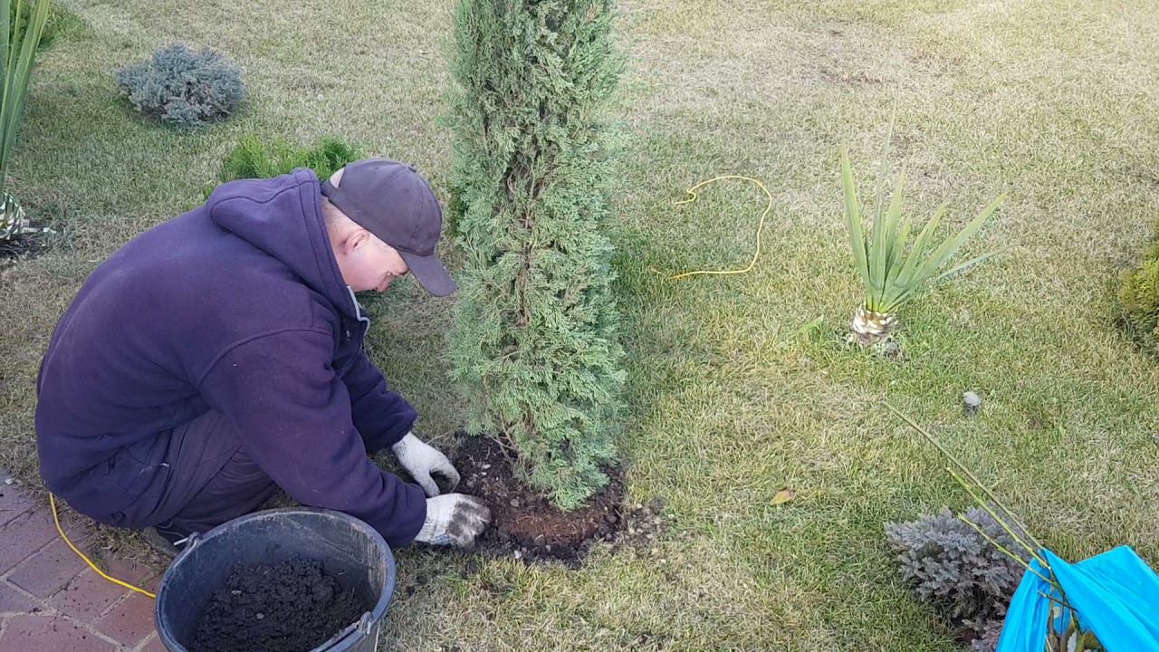 Посадка кипариса пирамидального. planting a pyramidal cypress. #анапа #домуморя