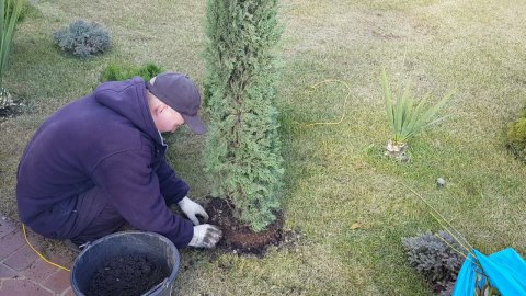 Посадка кипариса пирамидального. planting a pyramidal cypress. #анапа #домуморя