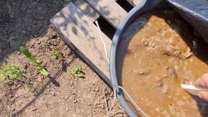 Влог.Дача.Клубника.Голубиный помет помог.Веранда