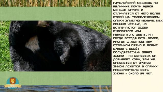 Мир малышам | Развивающие видео для детей | Гималайский медведь смотреть онлайн