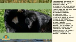 Мир малышам | Развивающие видео для детей | Гималайский медведь