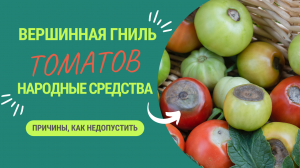 КАК НЕ ДОПУСТИТЬ ВЕРШИННУЮ ГНИЛЬ НА ТОМАТАХ? 3 СПОСОБА