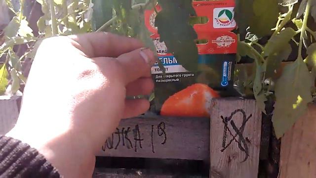 Сорта томатов на продажу. смотреть онлайн