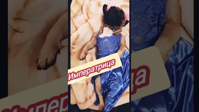 Немного о Французских Бульдогах #бульдоги