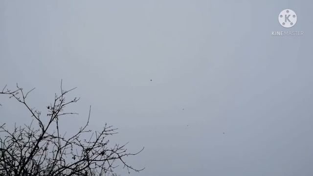 *ГОЛУБИ* Как и чем я кормлю маленьких птенцов смотреть онлайн