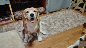 Собаки устали от игр и жары. Неугомонный Буля