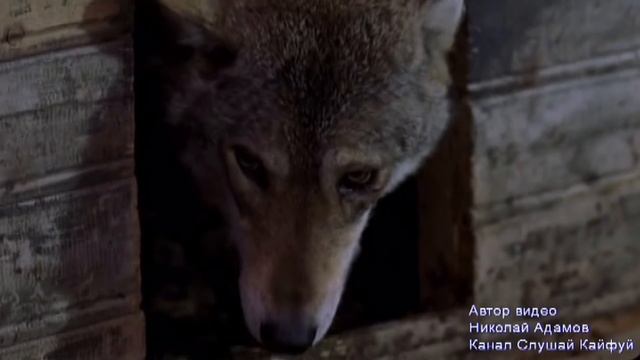Одинокая волчица картинки. Весьегонская волчица. Клип с волками. Песня волчицы вой. Песня про волчицу которая.