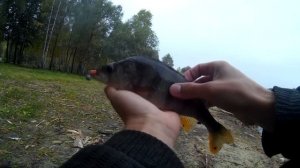 Рыбалка в Белгороде. Окунь. Северский Донец. часть 2