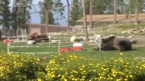 Электроизгородь для медведей