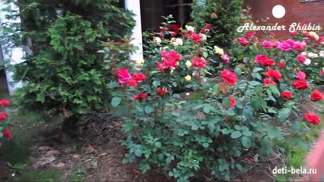 Зеленоград приемное отделение родильного дома смотреть онлайн