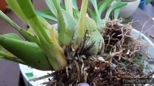 Пересадка и деление Орхидеи Онцидиум из Эквадора. Корни, отличный субстрат, уход и содержание.